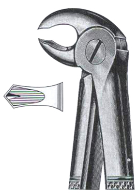 Lower Molars Hawks Bill DC-050-014