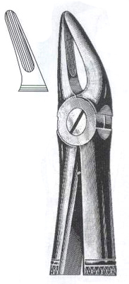 Upper Roots Incisors DC-050-019