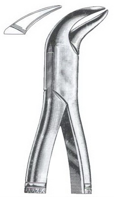 Lower molars (cow horn beak) DC-050-103